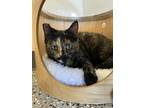 Adopt Coast a Spotted Tabby/Leopard Spotted Domestic Shorthair / Mixed cat in