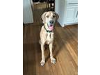 Adopt Tulip a Tan/Yellow/Fawn Great Dane / Mixed dog in Carrollton