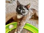 Adopt Persephone a All Black Domestic Shorthair / Domestic Shorthair / Mixed cat