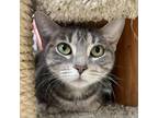 Adopt Maeve a Gray or Blue Domestic Shorthair / Mixed cat in Riverwoods