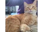 Adopt Blaze a Orange or Red Domestic Shorthair / Mixed cat in Kingman