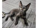 Adopt Hitch a Black (Mostly) Domestic Shorthair (short coat) cat in Byron