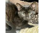 Adopt Janine a All Black Domestic Shorthair / Mixed cat in East Hampton