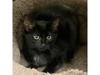 Adopt Janet a All Black Domestic Shorthair / Mixed cat in East Hampton