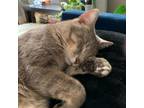 Adopt Greyson a Gray or Blue Domestic Shorthair / Mixed cat in New York