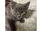 Adopt Leia Wales a Gray or Blue Domestic Mediumhair / Mixed cat in Tallahassee