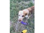 Adopt Thumper a White - with Brown or Chocolate Australian Cattle Dog / Mixed