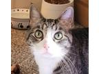 Adopt Elvis a Brown Tabby Domestic Shorthair (short coat) cat in Manitou