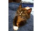 Adopt Stripe a Black & White or Tuxedo Domestic Shorthair (short coat) cat in