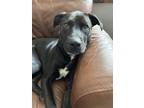 Adopt Ryder a Black Labrador Retriever / Mixed dog in Cincinnati, OH (38661618)