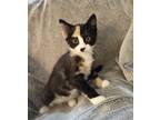 Adopt Calico a Calico or Dilute Calico Domestic Shorthair (short coat) cat in