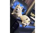 Adopt Cheeto & Mando a White American Eskimo Dog / Mixed dog in Elmhurst