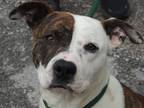 Adopt Nooga a Brindle - with White Boxer / American Pit Bull Terrier / Mixed dog
