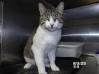 Adopt Maizey a White (Mostly) Domestic Shorthair (short coat) cat in Silver