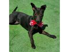 Adopt Amazing Lovie - a Black Labrador Retriever / Italian Greyhound / Mixed dog