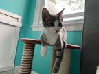 Adopt Pugsley a Gray, Blue or Silver Tabby Domestic Shorthair (short coat) cat
