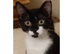 Adopt Hannah a Black & White or Tuxedo Domestic Shorthair (short coat) cat in