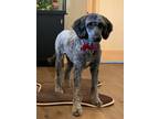 Adopt Valen a Gray/Blue/Silver/Salt & Pepper Standard Poodle / Old English