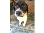 Adopt Lucy a Black - with White Clumber Spaniel / Brittany / Mixed dog in Upper