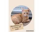 Adopt Macadamia Nut a Orange or Red Domestic Shorthair (short coat) cat in