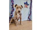 Adopt Austin a Tan/Yellow/Fawn - with White Pit Bull Terrier / Mixed dog in
