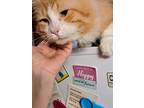 Adopt Charlie Brown a Orange or Red Domestic Mediumhair (medium coat) cat in