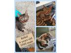 Adopt Rebel a Brown Tabby Domestic Shorthair (short coat) cat in Sterling