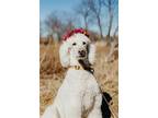Adopt Jada a White Standard Poodle / Mixed dog in Dundas, ON (38660283)