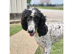 Adopt Woody a Black - with White Poodle (Standard) / Mixed dog in Hooksett
