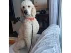 Adopt Agos a White Standard Poodle / Mixed dog in Ottawa, ON (38660220)
