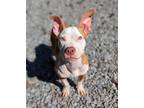 Adopt Eggroll a Red/Golden/Orange/Chestnut - with White Pit Bull Terrier dog in