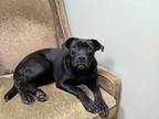 Adopt Marcus a Black Mixed Breed (Large) / Mixed dog in Florence, AL (38659732)
