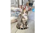 Adopt Calypso a Calico or Dilute Calico Domestic Mediumhair (medium coat) cat in