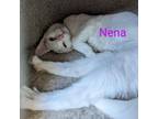 Adopt Nena a White Domestic Shorthair (short coat) cat in Scottsburg