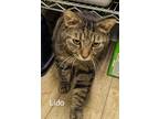 Adopt Lido a Brown Tabby Domestic Shorthair (short coat) cat in Scottsburg