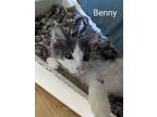 Adopt Benny a Gray or Blue (Mostly) Domestic Longhair (long coat) cat in