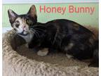 Adopt Honey Bunny a Tortoiseshell Calico (short coat) cat in Scottsburg