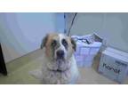 Adopt Blanch a White - with Brown or Chocolate St. Bernard / Great Pyrenees /