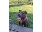 Adopt Gem a Brown/Chocolate Pit Bull Terrier / Mixed dog in Deerfield