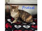 Adopt Pretzel a Domestic Longhair / Mixed (long coat) cat in Cambridge