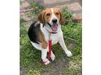 Adopt BANJO a Beagle / Mixed dog in Hartville, WY (38658042)