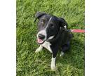 Adopt Buttercup a Black - with White Border Collie dog in Boulder, CO (38657933)
