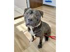 Adopt Mambo a Black Pit Bull Terrier / Pit Bull Terrier dog in Boulder