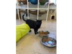 Adopt Silver Bells a Domestic Shorthair / Mixed (short coat) cat in Bourbonnais