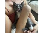 Adopt Fancy's Kitten: Wagyu a Gray or Blue Domestic Shorthair / Mixed cat in
