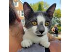 Adopt Ralph a Gray or Blue Domestic Shorthair / Mixed cat in Rochester