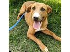 Adopt Santo a Tan/Yellow/Fawn Carolina Dog / Mixed dog in Oceanside