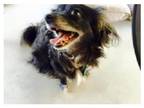 Adopt Roxy a Black Mixed Breed (Medium) / Mixed dog in Selma, CA (38657197)