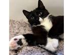 Adopt Quinn a All Black Domestic Shorthair / Mixed cat in Long Beach