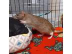Adopt Sonya Blade a Rat small animal in Evansville, IN (38656945)